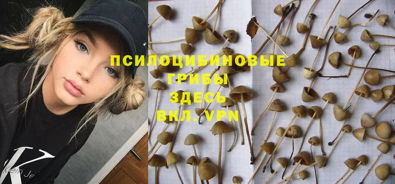 Галлюциногенные грибы GOLDEN TEACHER  Аша 